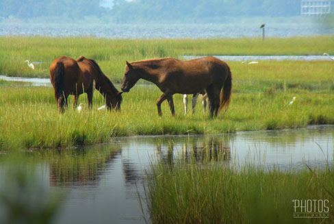 Assateague Island National Seashore