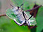 Hickory Tussock Moth Caterpillar