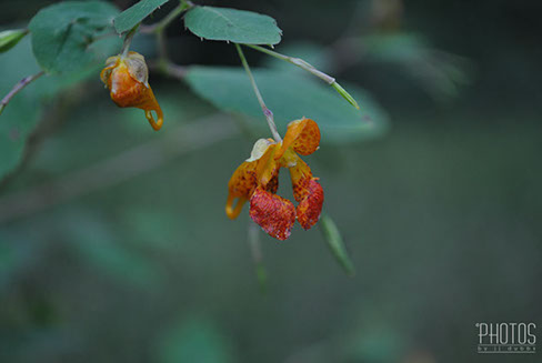 ORANGE JEWELWEED