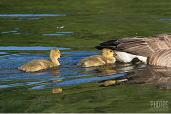 Canada Geese