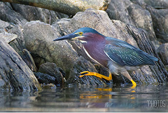 Green Heron