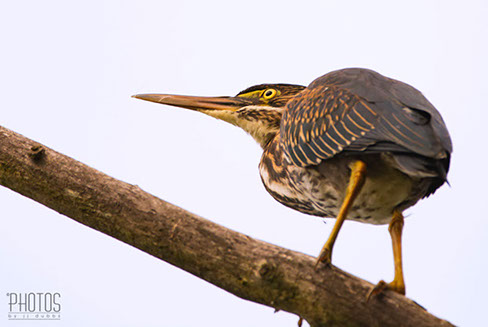 Green Heron