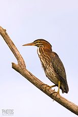 Green Heron