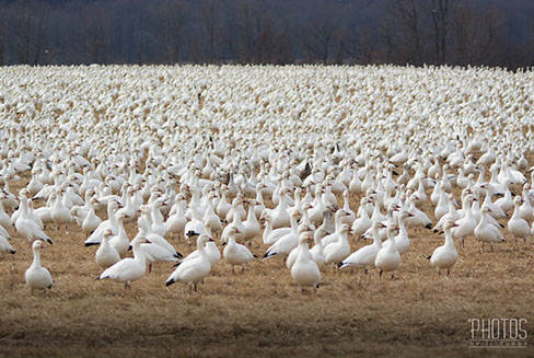 Snow Geese