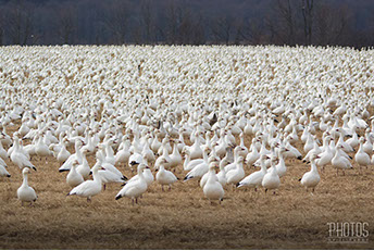 Snow Geese