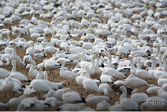 Snow Geese