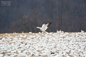 Snow Geese