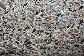 Snow Geese