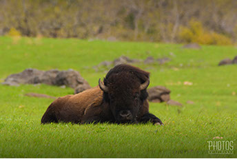 Wichita Mountain Wildlife Refuge, American Bison