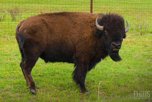 Wichita Mountain Wildlife Refuge, American Bison
