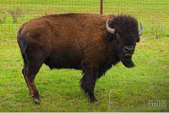 Wichita Mountain Wildlife Refuge, American Bison