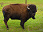 Wichita Mountain Wildlife Refuge, American Bison
