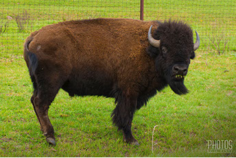 American Bison