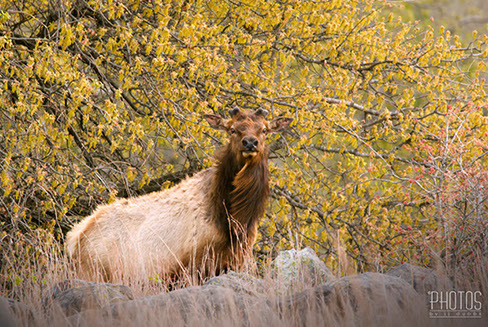 Wichita Mountain Wildlife Refuge, Elk