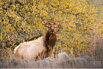 Wichita Mountain Wildlife Refuge, Elk