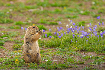 Wichita Mountain Wildlife Refuge, Prairie Dog