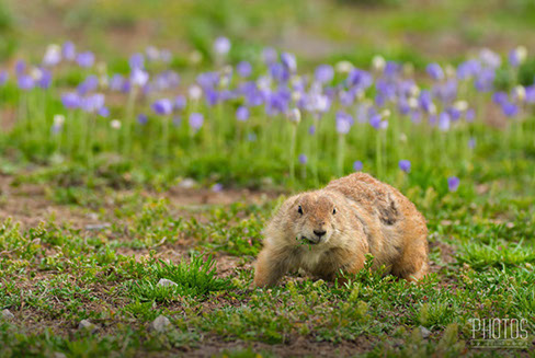 Wichita Mountain Wildlife Refuge, Prairie Dog
