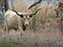 Wichita Mountain Wildlife Refuge, Texas Longhorn