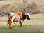 Wichita Mountain Wildlife Refuge, Texas Longhorn