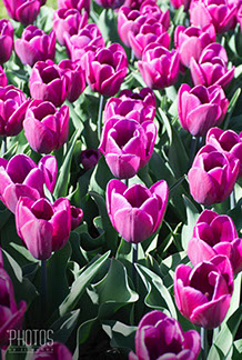 Tulips