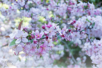 FLOWERING CRABAPPLE TREE