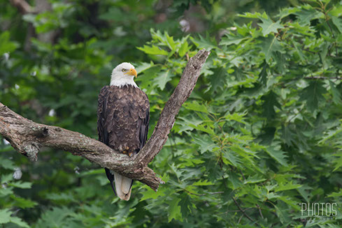 Bald Eagle