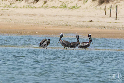 Brown Pelican