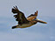 Cape Henlopen State Park, Brown Pelican