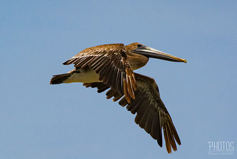 Cape Henlopen State Park, Brown Pelican
