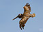 Cape Henlopen State Park, Brown Pelican