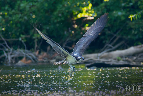 Osprey