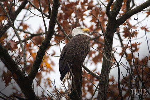 Bald Eagle