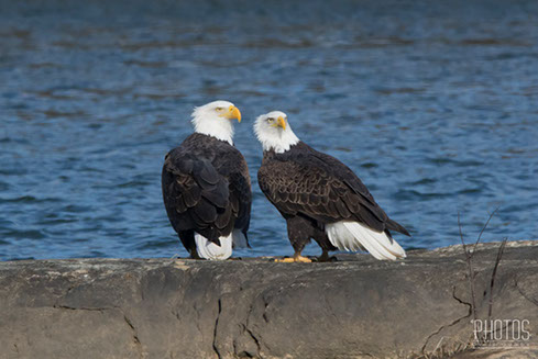 Bald Eagles