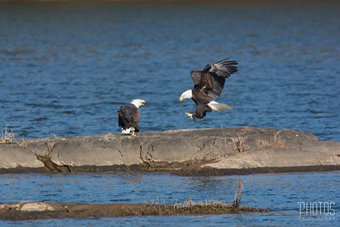 Bald Eagles