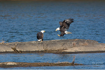 Bald Eagles