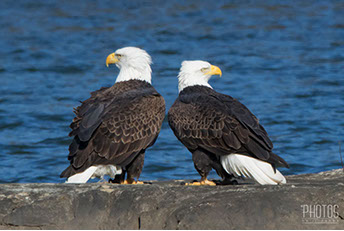 Bald Eagles
