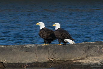 Bald Eagles