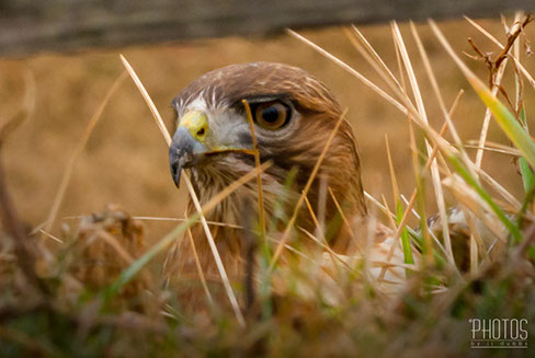 Red-Tailed Hawk