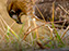 Red-Tailed Hawk
