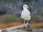 Chincoteague Island National Wildlife Refuge, Ring-Billed Gull