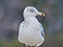 Chincoteague Island National Wildlife Refuge, Ring-Billed Gull