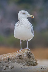 Ring-Billed Gull