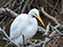 Chincoteague Island National Wildlife Refuge, Great Egret