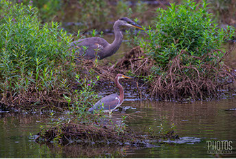 Tricolored Heron