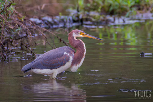 Tricolored Heron