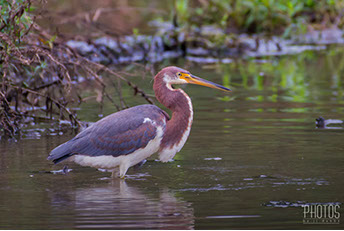 Tricolored Heron