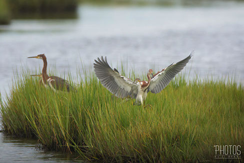 Tricolored Herons