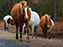 Chincoteague Wild Ponies