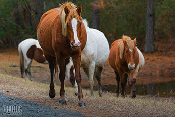 Chincoteague Wild Ponies