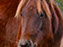 Chincoteague Island National Wildlife Refuge, Wild Pony